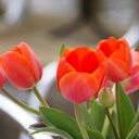 Tulipa Ad Rem - BIO