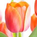 Tulipa Ad Rem - BIO