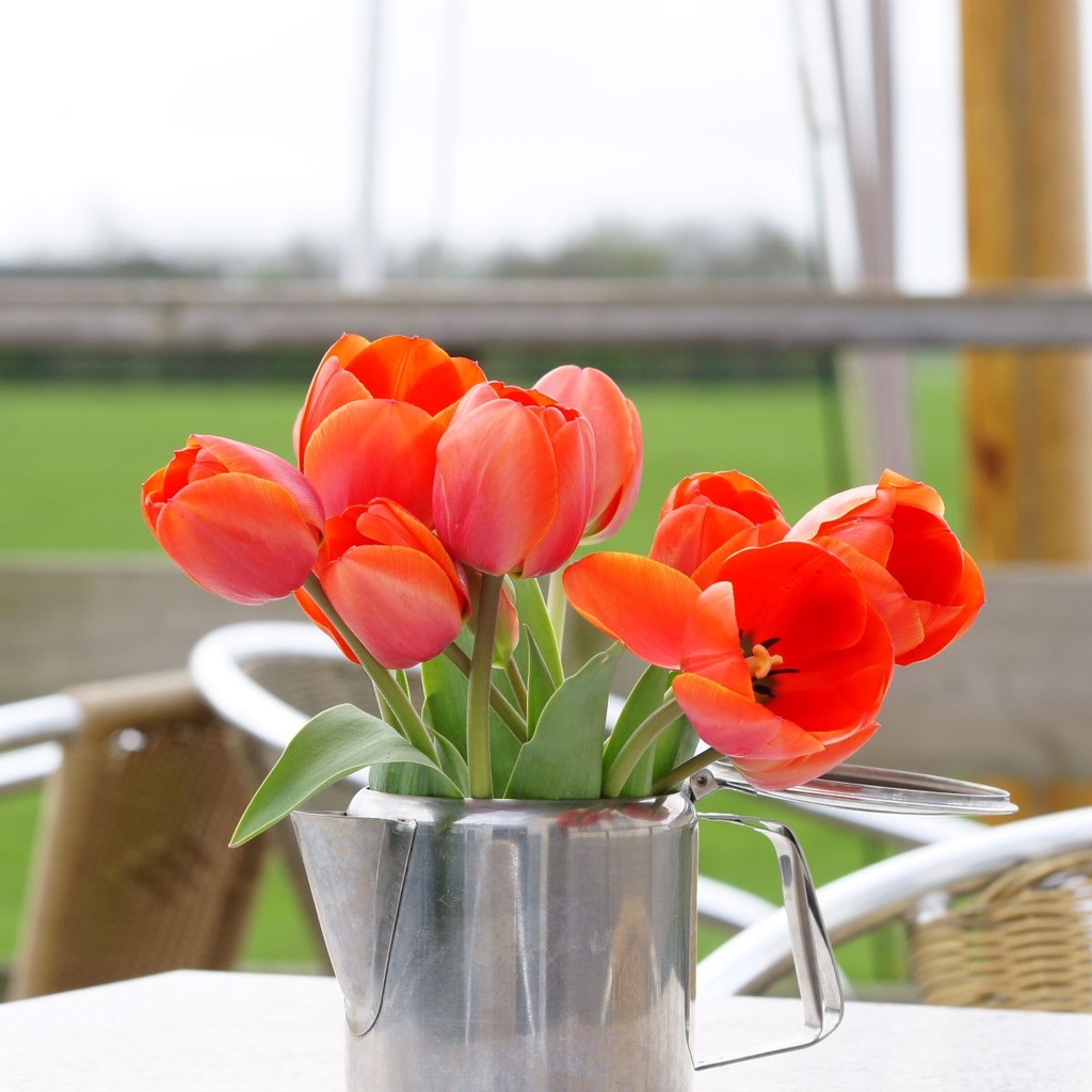 Tulipa Ad Rem - BIO