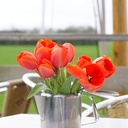 Tulipa Ad Rem - BIO