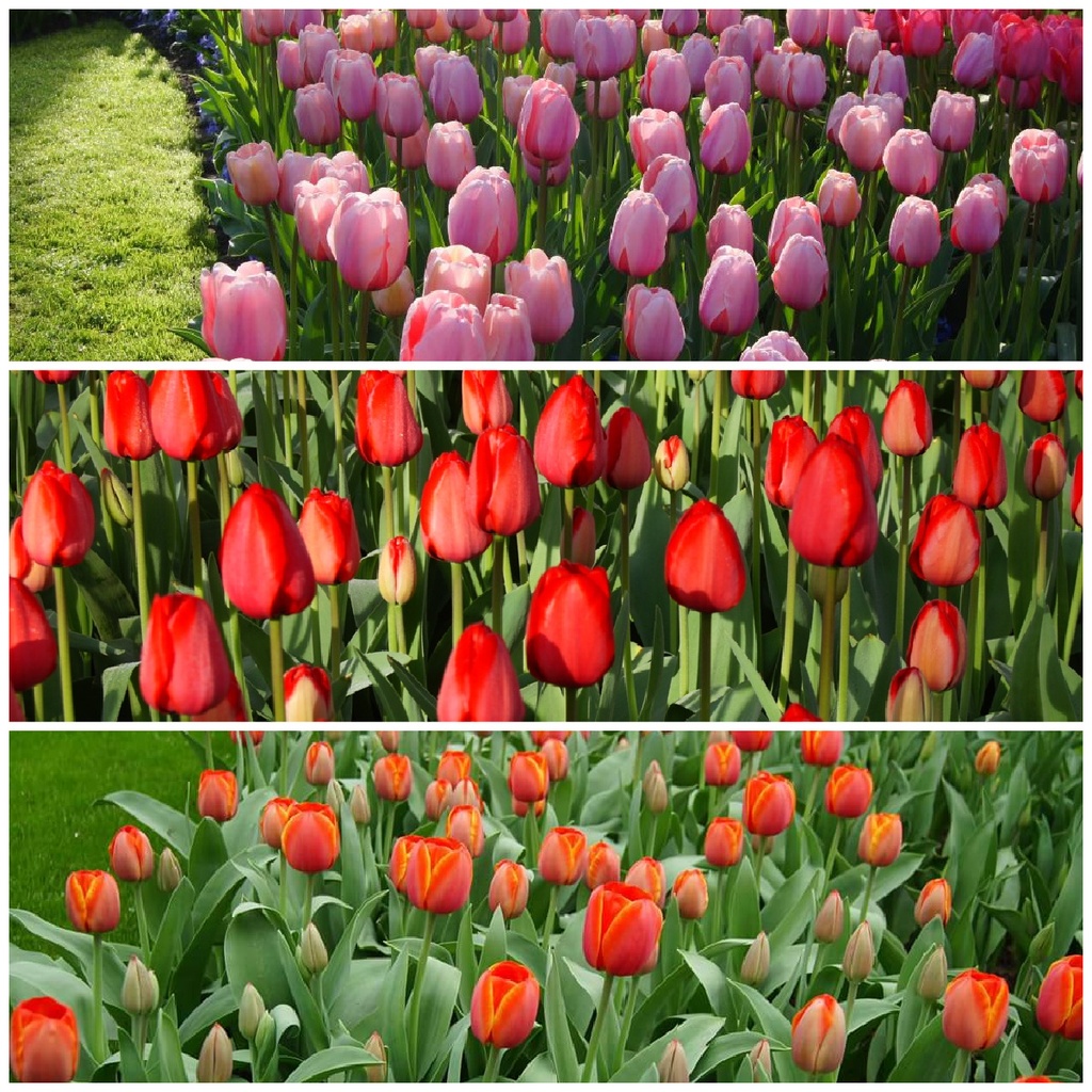 A1036-Tulipa-Mix-Velt 2026 (3 beelden) variant.jpg