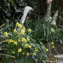 Narcissus-Tete-a-Tete-DSC04843.webp