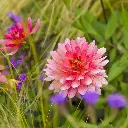 Dahlia-Phyllis-Farmer (ibulb 212813).webp