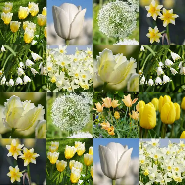 Collage_ Marieke's_Bio_Bollen2 - website img.webp