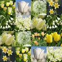 Collage_ Marieke's_Bio_Bollen2 - website img.webp