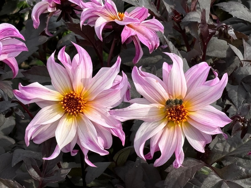 Dahlia-Bohemian-Rhapsody (Preijde IMG-20240924).jpg