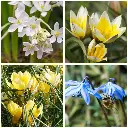 [AM99018] Verwilderingsmix 40 ST - BIO.webp