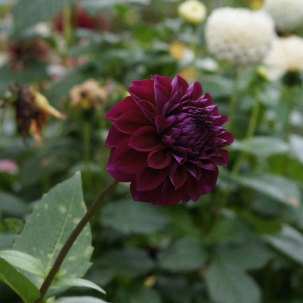 Dahlia-Arabian-Night DSC07714.JPG