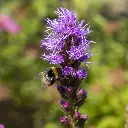Liatris-spicata (ibulb 248854)-2.webp