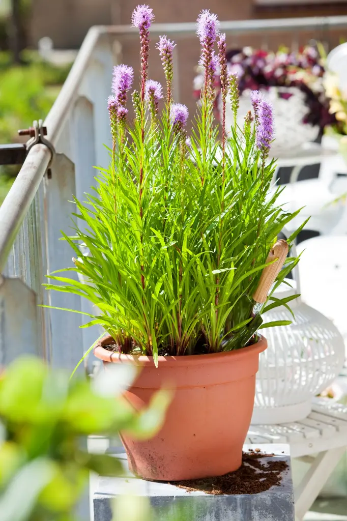 Liatris-spicata (ibulb 202497).webp