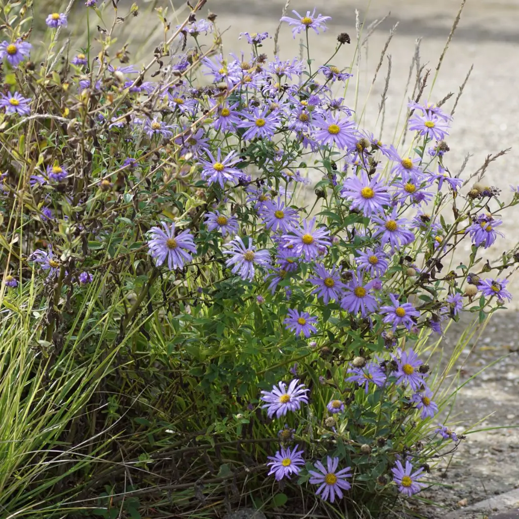 Aster-Asran DSC05685 (1200px).webp