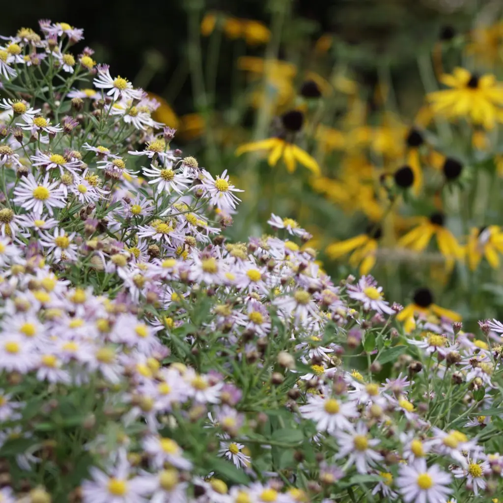 Aster-Asran DSC04600 (1200px).webp