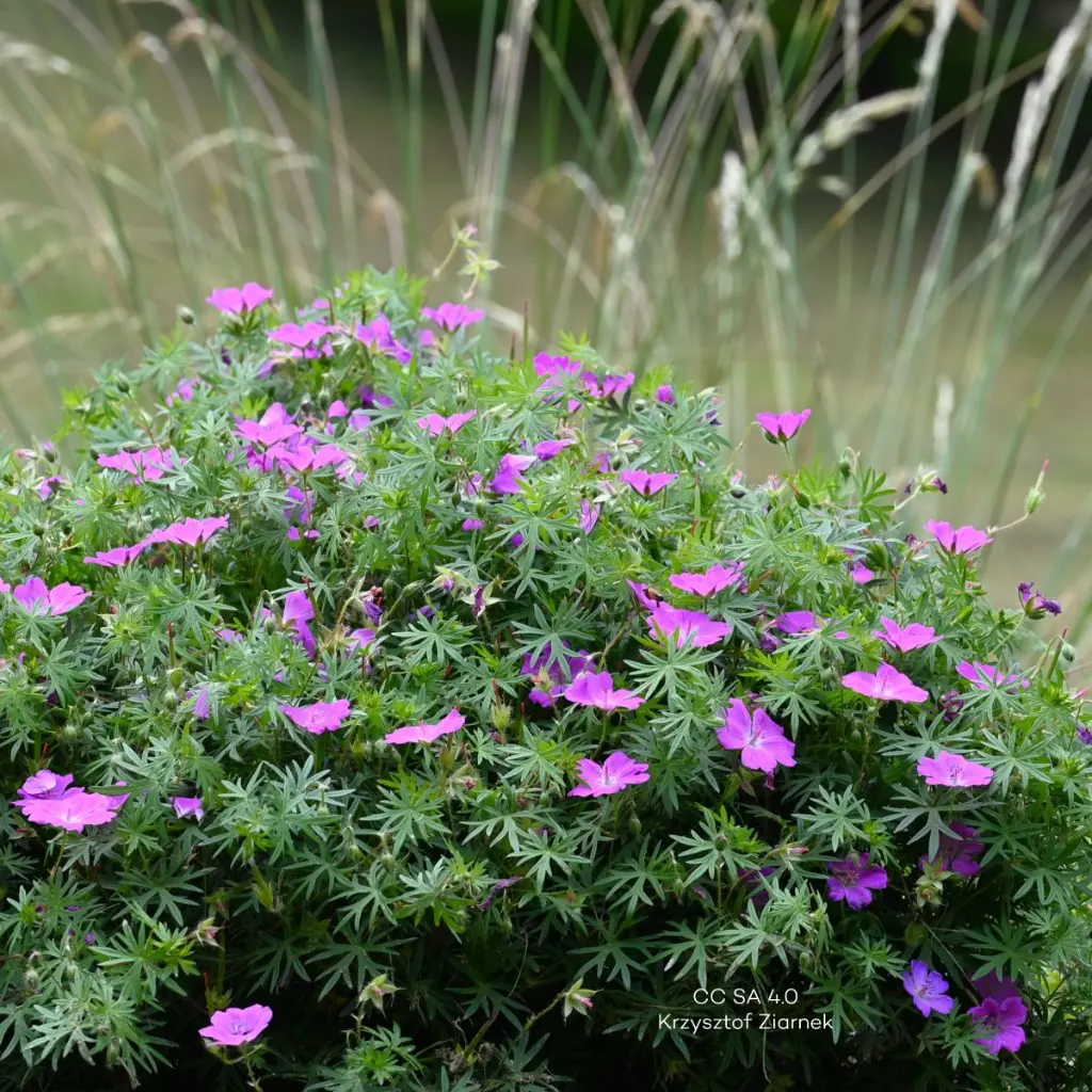 Geranium-sanguineum (Krzysztof Ziarnek CC SA 4.0_kz22).webp