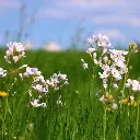 B8087 Pinksterbloem - Cardamine pratensis  (AdobeStock_201756802).webp