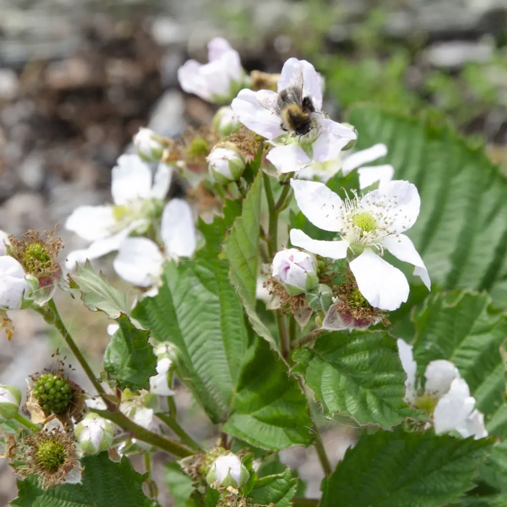 Rubus fruticosus 'Black Satin'_bloem (hogeveen) BIO