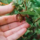 Kruisbes Easycrisp ‘Madame Sanssouci’ + hand (canva pro ) BIO