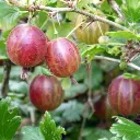 nature-plant-fruit-berry-flower-bush-955299-pxhere.com_-scaled (1) BIO