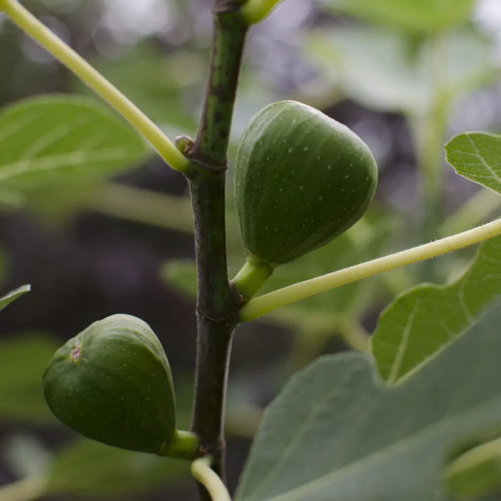 ‘Ficus Gustissimo Perretta vijg close up 1 BIO ( hogeveen).webp