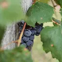 Vitis Boskoop Glory Blauwwe druif (pexels-zen-chung-5529543). BIO
