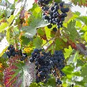 Vitis vinifera 'Boskoop Glory'_semiclose (hogeveen) BIO