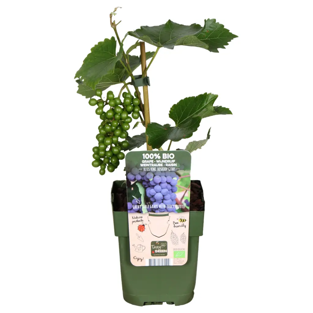 VIBOGLOR13BIO-Vitis-Boskoop-Glory-Bio-vrucht (hogeveen).BIO