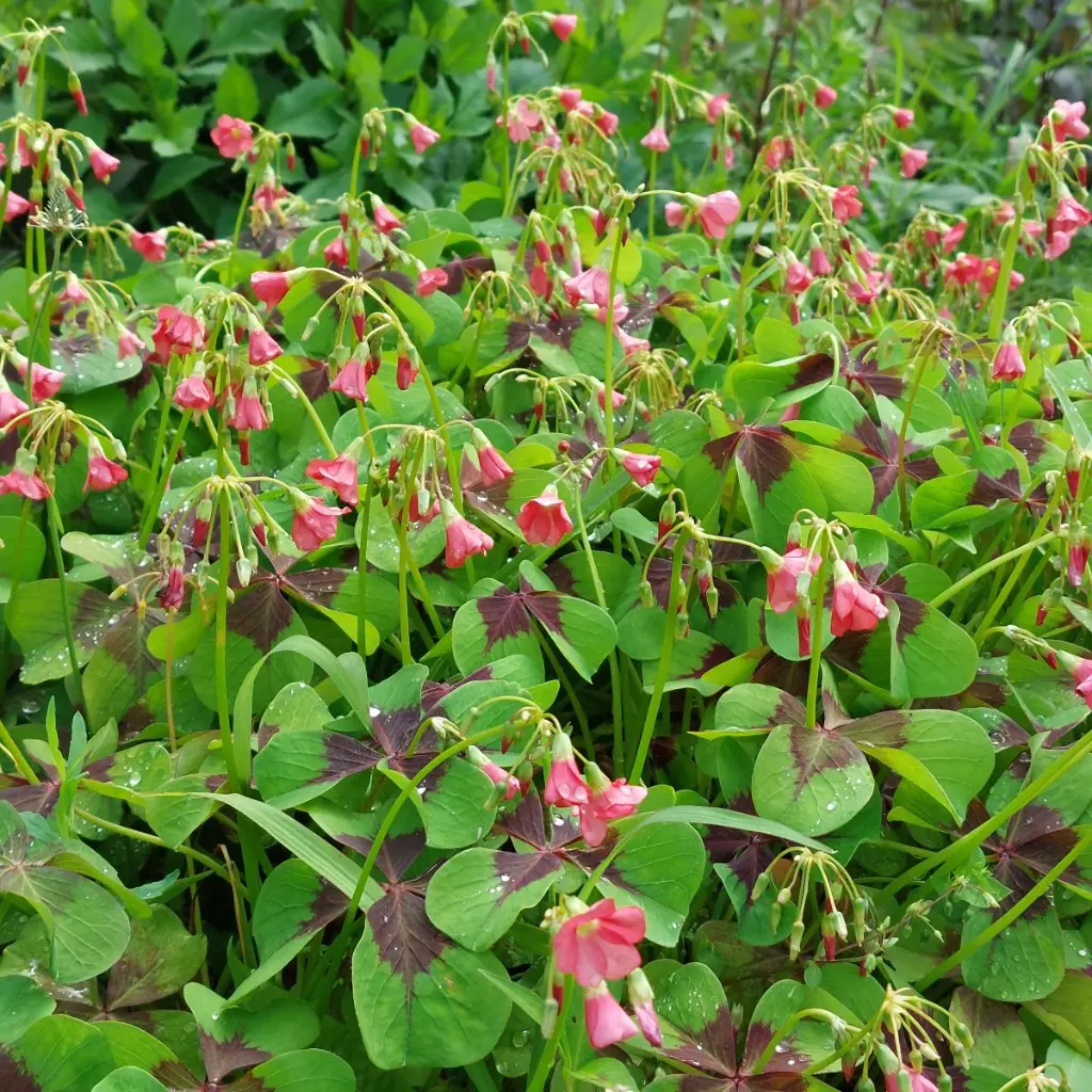 Oxalis-Iron-Cross 20250728_131625.webp