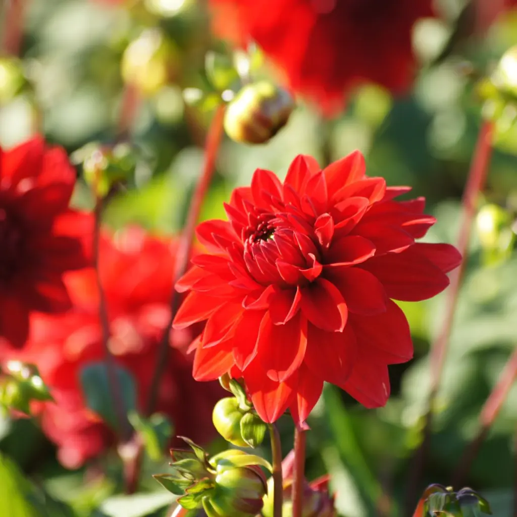 Dahlia-decoratief-rood DSC05225-1200px.webp