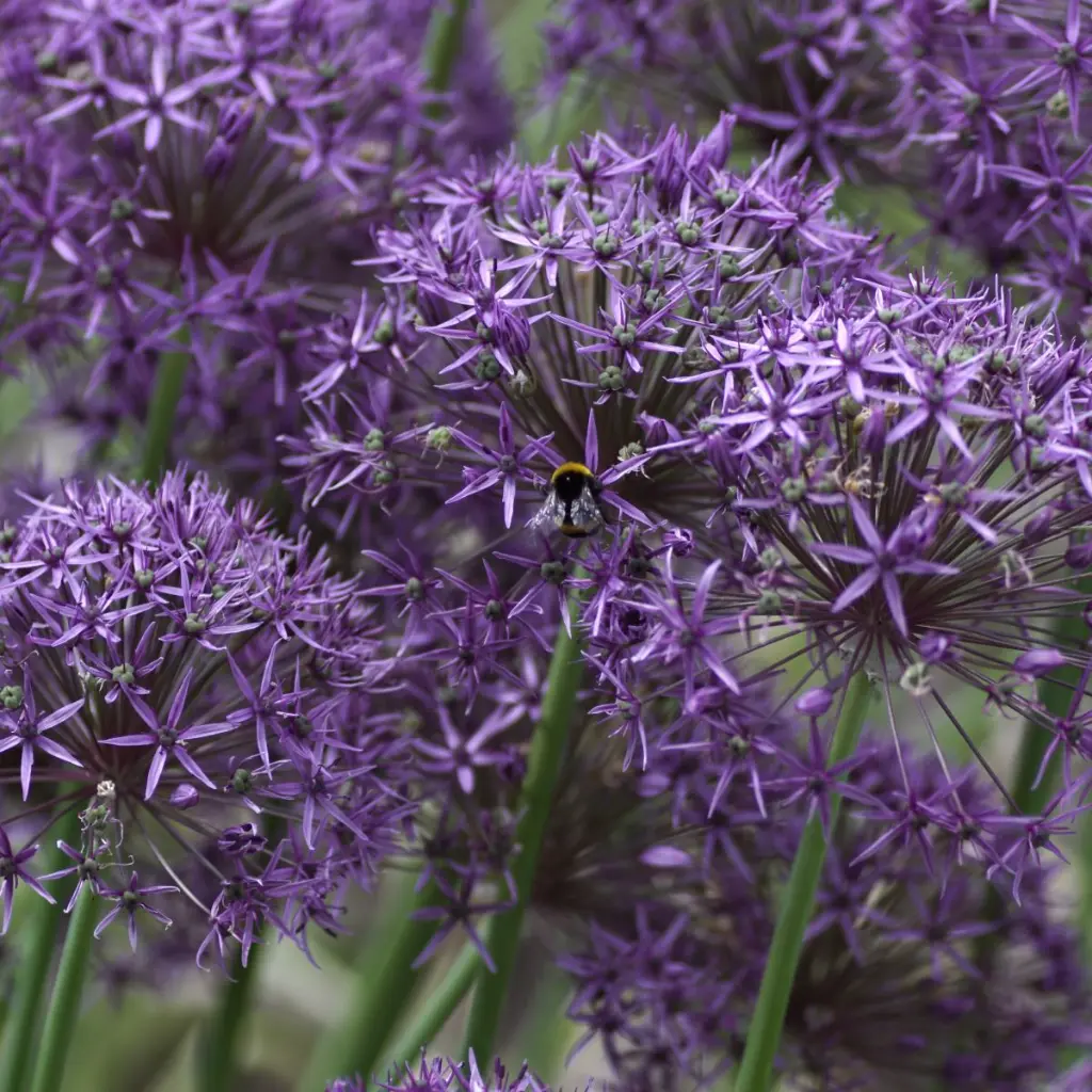 Allium-Violet-Beauty DSC06528.webp