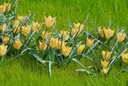 Tulipa batalinii Bronze Charm - BIO