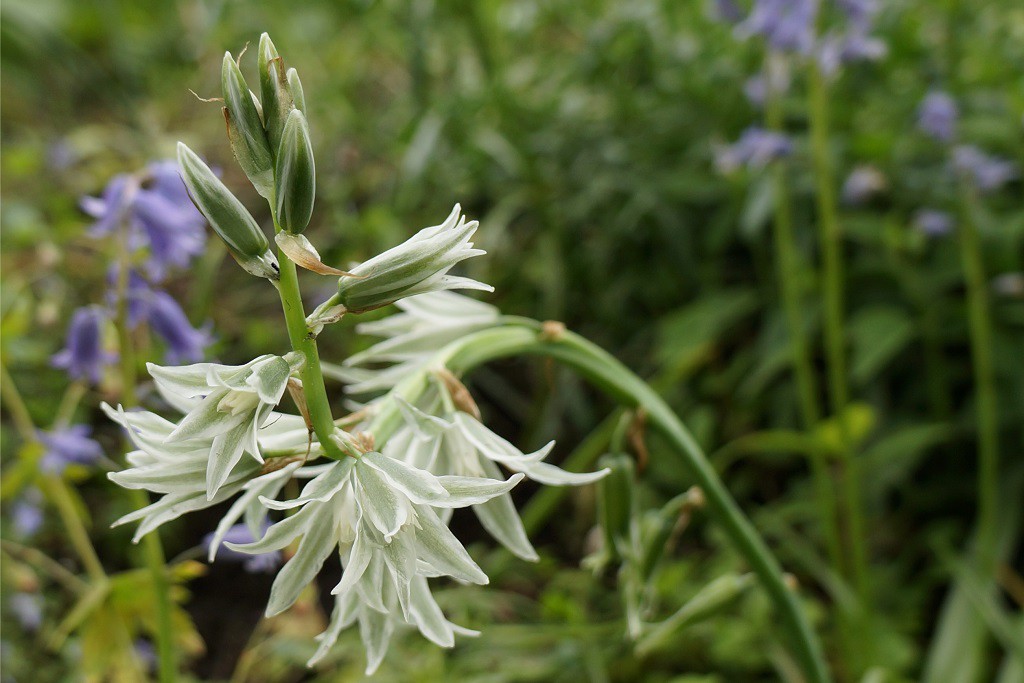 Ornithogalum nutans - BIO