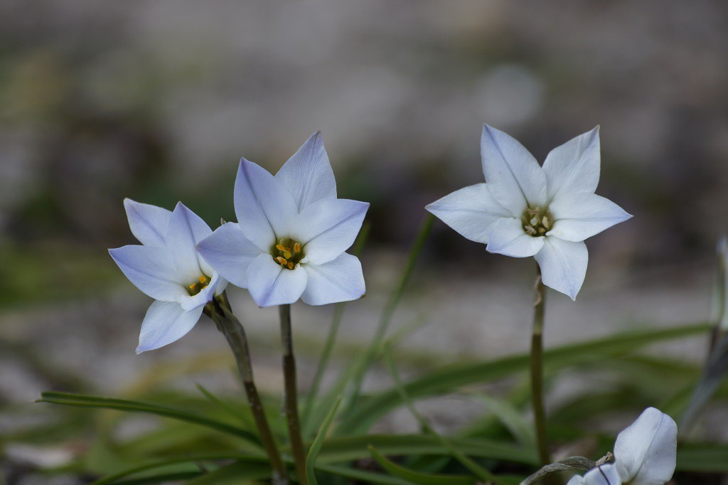 Ipheion uniflorum - BIO