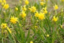 Narcissus Tete Rosette - BIO