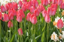Tulipa Van Eijk - BIO