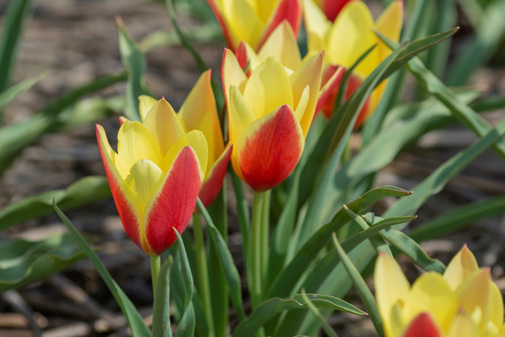 Tulipa clusiana Taco - BIO