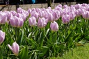 Tulipa Candy Prince - BIO