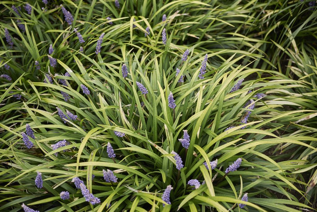 Liriope muscari 'Big Blue' - BIO