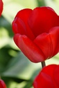 Tulipa Red Impression - BIO
