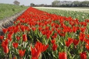 Tulipa Praestans Zwanenburg - BIO