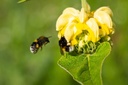 Phlomis russeliana - BIO