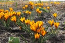 Krokus Orange Monarch