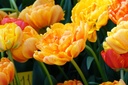 Tulipa Gudoshnik Double - BIO