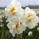 Narcissus Bridal Crown - BIO