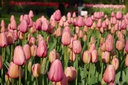 Tulipa Pink Impression - BIO