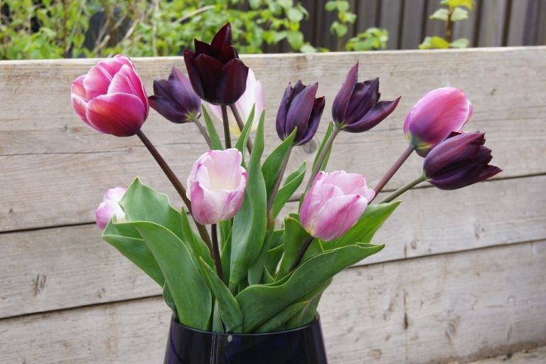 Tulipa Bosvruchten mix