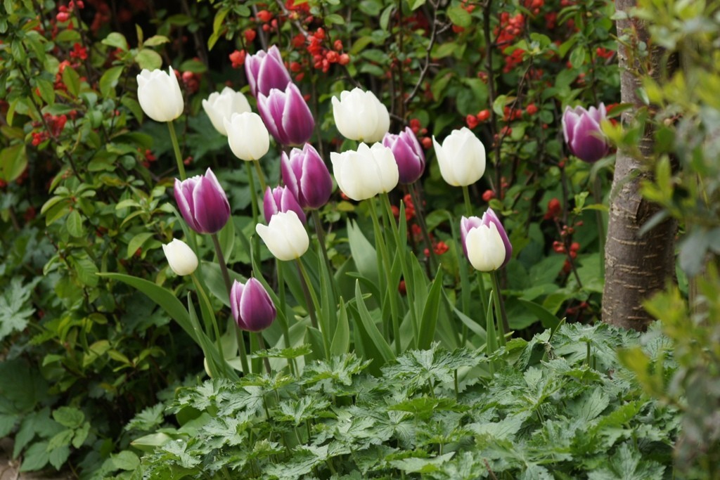 Tulipa Purple Delight Mix - BIO