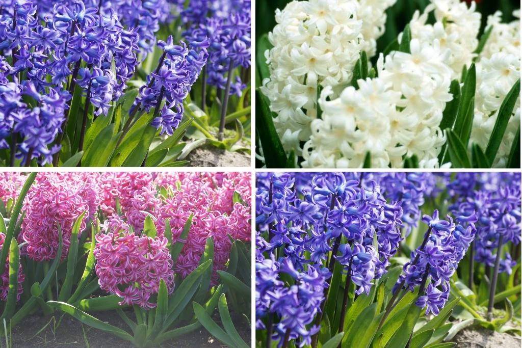 Hyacinthus Mix - BIO