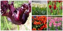 Tulipa Mix Kraut und Rüben - BIO