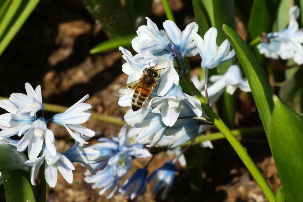 Puschkinia libanotica - BIO