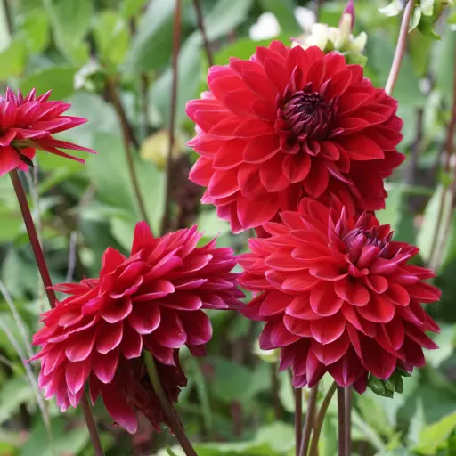 [B1013-1] Dahlia Menorca - BIO (1 lökar)