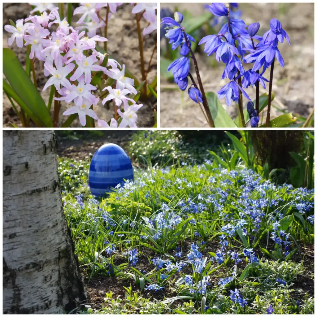 Stjärnklar himmelsbi-bankett - BIO